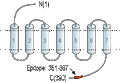 Anti-Neurokinin 2 Receptor (NK2R) Antibody