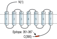 Anti-Neurokinin 2 Receptor (NK2R) Antibody
