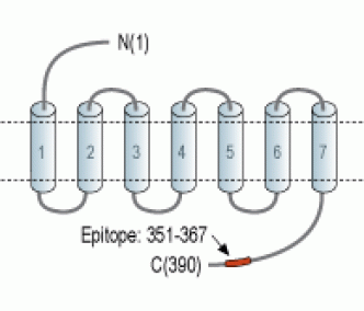 Neurokinin 2 Receptor/NK2R Blocking Peptide