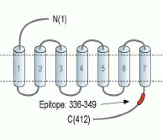 TRHR1 Blocking Peptide