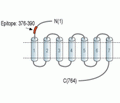 TSH Receptor/TSHR (extracellular) Blocking Peptide