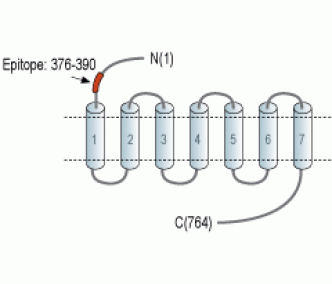 TSH Receptor/TSHR (extracellular) Blocking Peptide