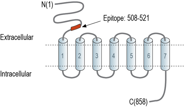 Anti-Taste Receptor Type 1 Member 3 (TAS1R3) (extracellular) Antibody