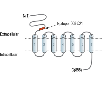 Taste Receptor Type 1 Member 3 (TAS1R3) (extracellular) Blocking Peptide
