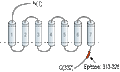 Anti-Trace Amine Receptor 1 (TAAR1) Antibody