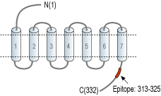 Anti-Trace Amine Receptor 1 (TAAR1) Antibody