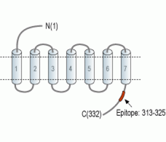 Trace Amine Receptor 1/TAAR1 Blocking Peptide