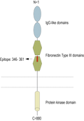 Anti-TYRO3 (extracellular) Antibody