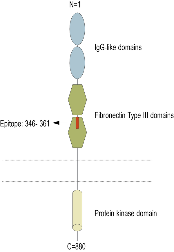 Anti-TYRO3 (extracellular) Antibody
