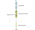 TYRO3 (extracellular) Blocking Peptide