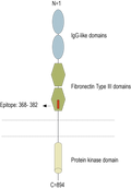 Anti-AXL (extracellular) Antibody