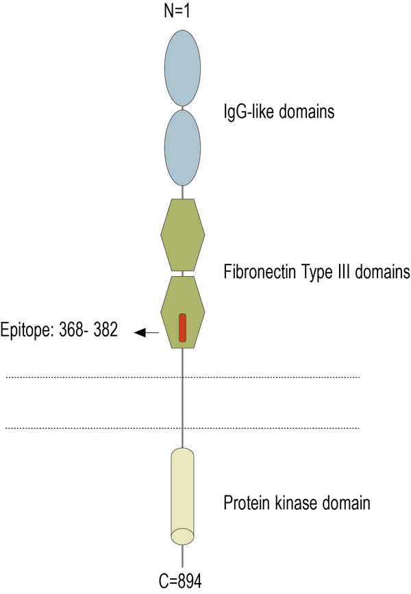 Anti-AXL (extracellular) Antibody