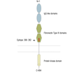 AXL (extracellular) Blocking Peptide