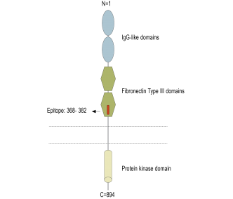 AXL (extracellular) Blocking Peptide
