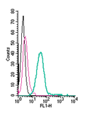 Anti-MERTK (extracellular)-FITC Antibody