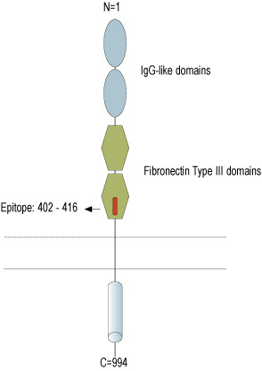 Anti-MERTK (extracellular) Antibody