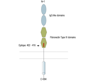 MERTK (extracellular) Blocking Peptide