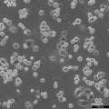 AU565 cell