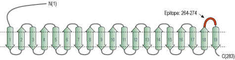 Anti-VDAC Antibody