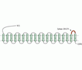 Pan VDAC Blocking Peptide