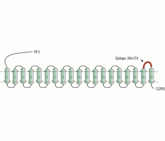 Pan VDAC Blocking Peptide