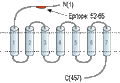 Anti-VPAC1 (VIPR1) (extracellular) Antibody