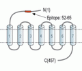 VPAC1/VIPR1 (extracellular) Blocking Peptide