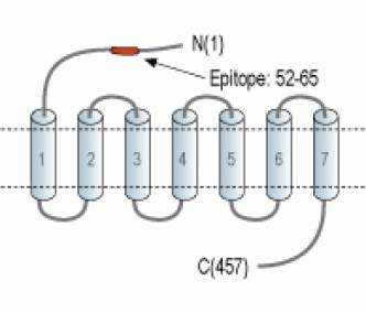 VPAC1/VIPR1 (extracellular) Blocking Peptide