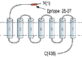 Anti-VPAC2 (VIPR2) (extracellular) Antibody