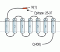 VPAC2/VIPR2 (extracellular) Blocking Peptide