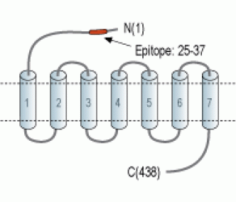 VPAC2/VIPR2 (extracellular) Blocking Peptide