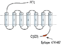 Anti-PACAP Receptor 1 (PAC1) Antibody