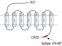 Anti-PACAP Receptor 1 (PAC1) Antibody