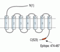 PACAP Receptor 1/PAC1 Blocking Peptide
