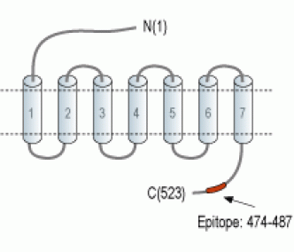 PACAP Receptor 1/PAC1 Blocking Peptide