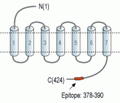 Vasopressin V1A Receptor/AVPR1A Blocking Peptide