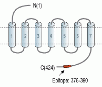 Vasopressin V1A Receptor/AVPR1A Blocking Peptide