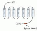 Vasopressin V1B Receptor/AVPR1B Blocking Peptide