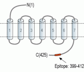 Vasopressin V1B Receptor/AVPR1B Blocking Peptide