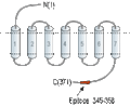 Anti-Vasopressin V2 Receptor (AVPR2) Antibody