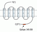 Vasopressin V2 Receptor/AVPR2 Blocking Peptide