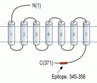 Vasopressin V2 Receptor/AVPR2 Blocking Peptide
