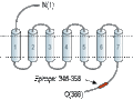 Anti-Oxytocin Receptor Antibody