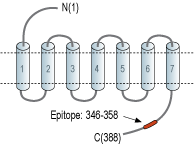 Anti-Oxytocin Receptor Antibody