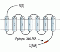 Oxytocin Receptor Blocking Peptide