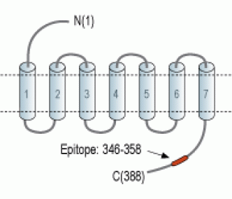 Oxytocin Receptor Blocking Peptide