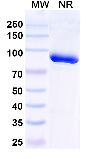 SDS-PAGE for Anti-Trastuzumab Idiotypic Antibody (1HE)