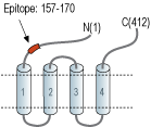Anti-Human ZACN (extracellular) Antibody