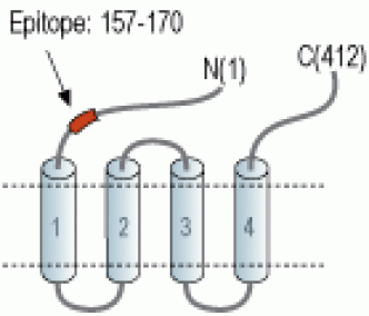 Human ZACN (extracellular) Blocking Peptide