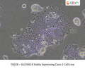 SLC39A14 Stably Expressing Caco-2 Cell Line – Figure 1 of 1